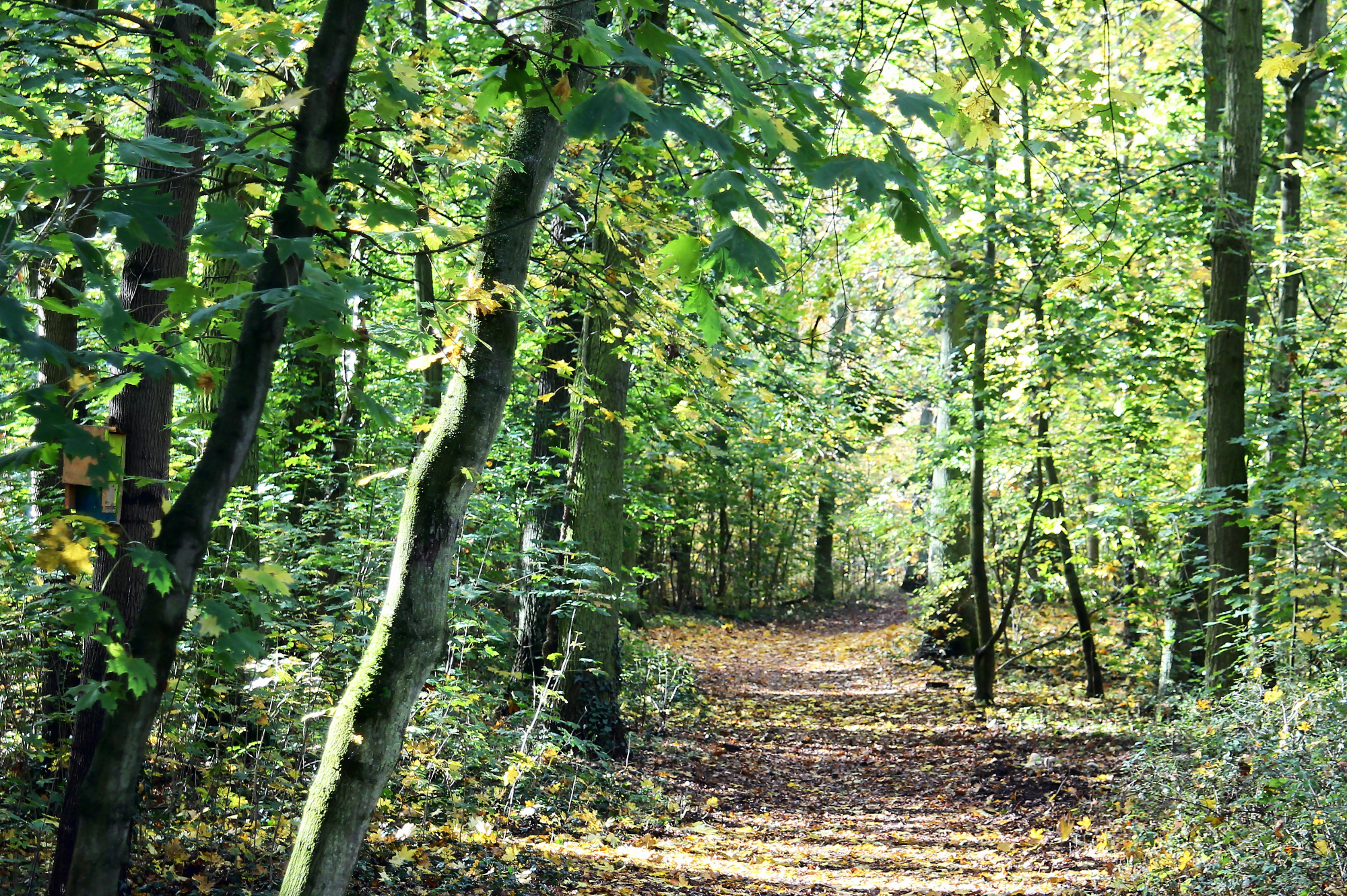 Wald