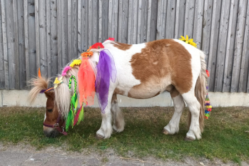 Pferd auf Reiterhof